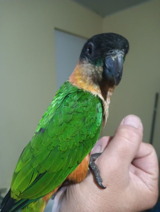 Marianinha cabeça preta de 2025 .