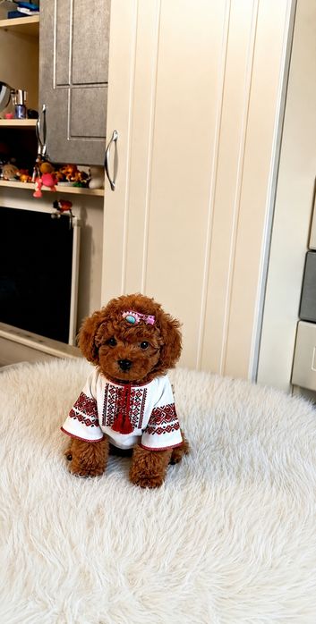 Ред Браун пудель.