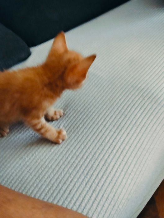 Gatinho bebe macho