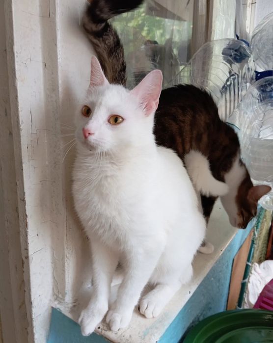 Отдам даром в добрые руки белого котика
