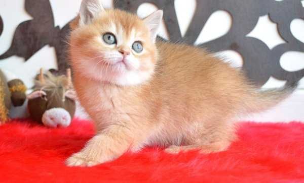 Барбара -очень яркая золотая шиншилка