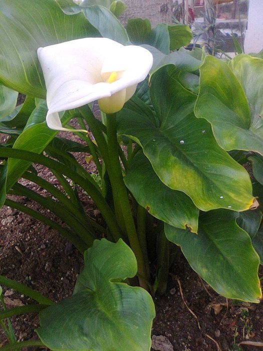 Plantas de exterior - Jarros ou copos de leite