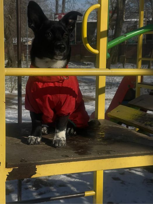 Отдаю в добрые руки