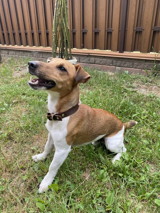 Джек Рассел шукає дівчинку, вʼязка Джек Рассел