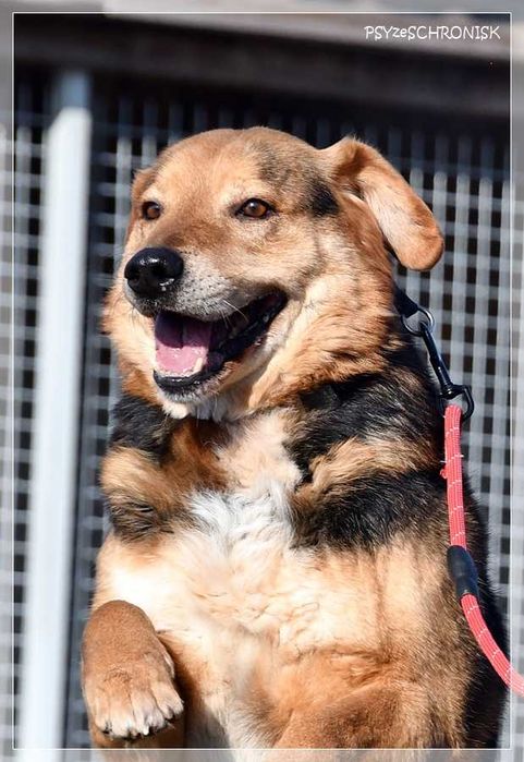 Witek – przy człowieku rozkwita jakby był szczeniakiem