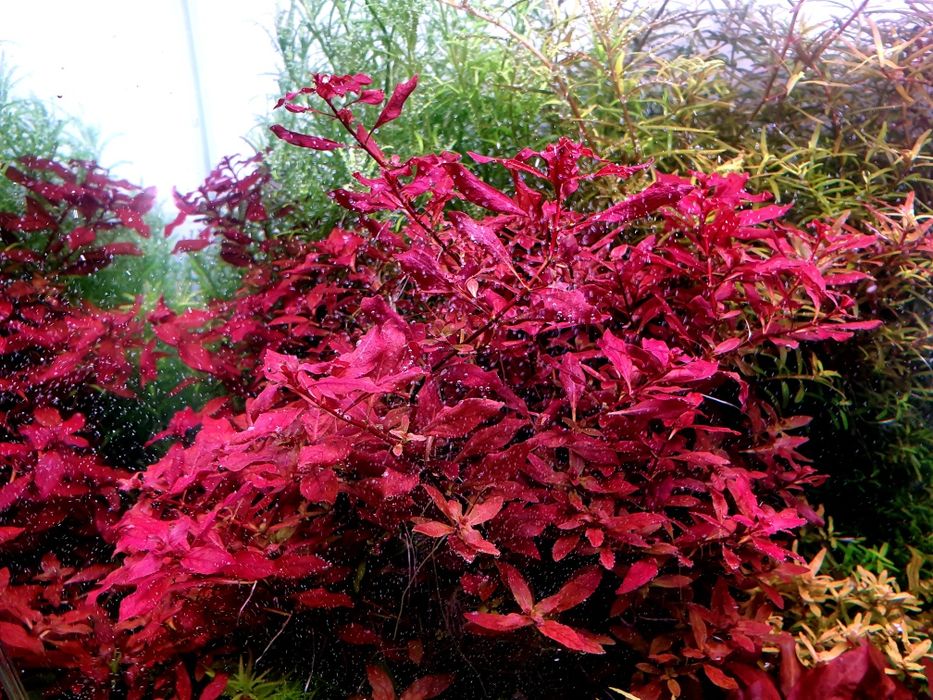 Ludwigia sp mini super red hodowla podwodna