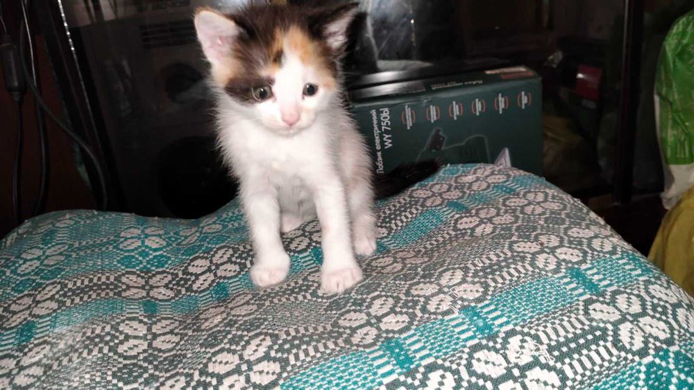 Отдам бесплатно котят в хорошие руки
