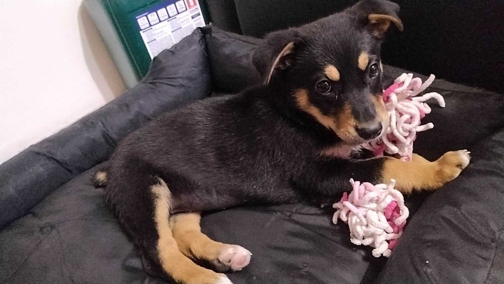 Adi - sunia jak z bajki