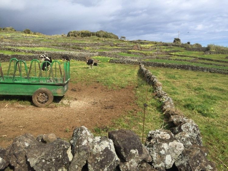 Terreno no lugar das Terras (Lajes do Pico) com fantástica vista