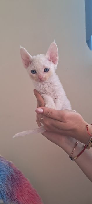 Koteczka devon rex niebieskooka