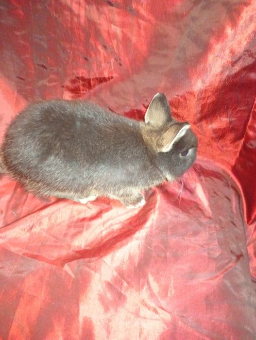 Coelhinho anão holandês