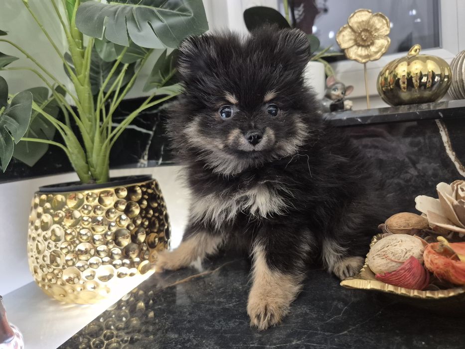 Szpic miniaturowy suczka