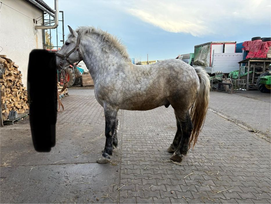 Sprzedam klacze ogiery zrebieta