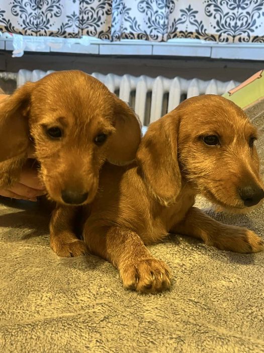 Dwa szczeniaczki od ojca jamnika i matki kundelki.