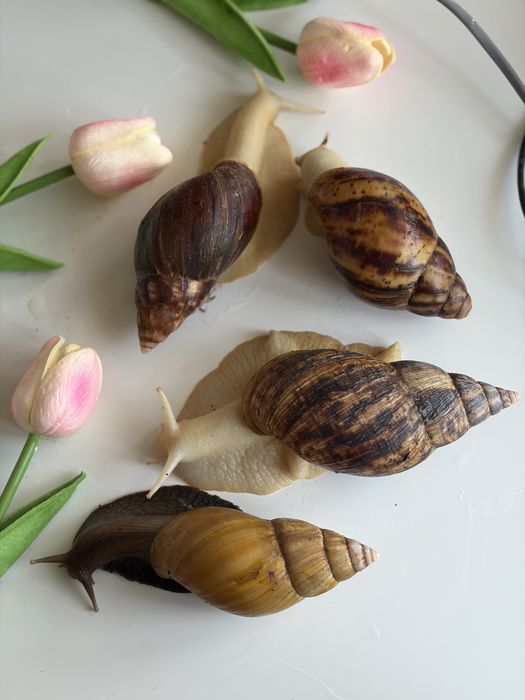 Ślimak afrykański Archachatina Marginata ovum