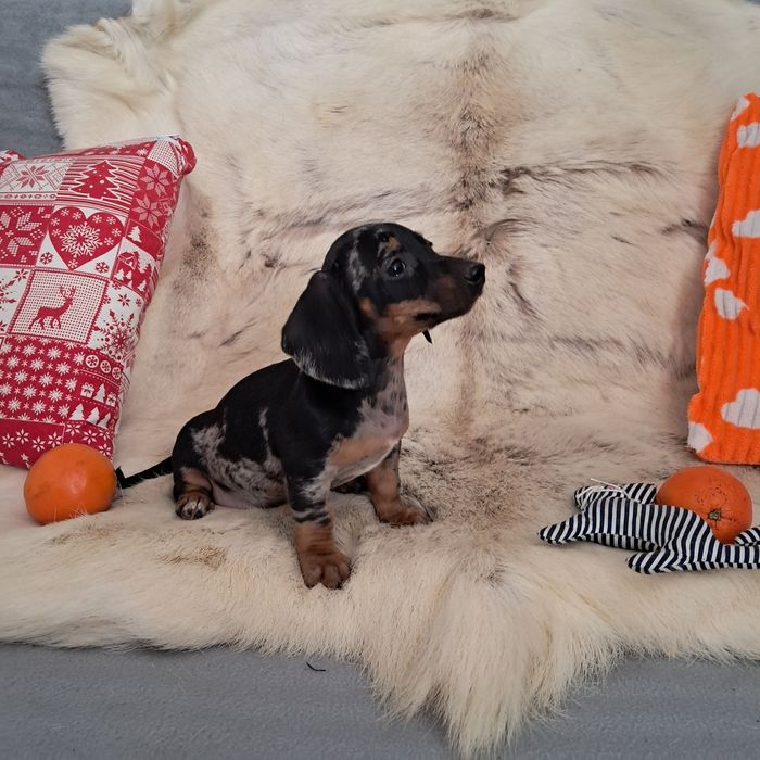 Jamnik miniaturowy  merle suczka