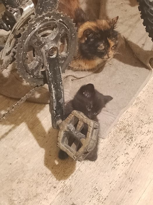 Кошенята,  дівчатка в хороші руки