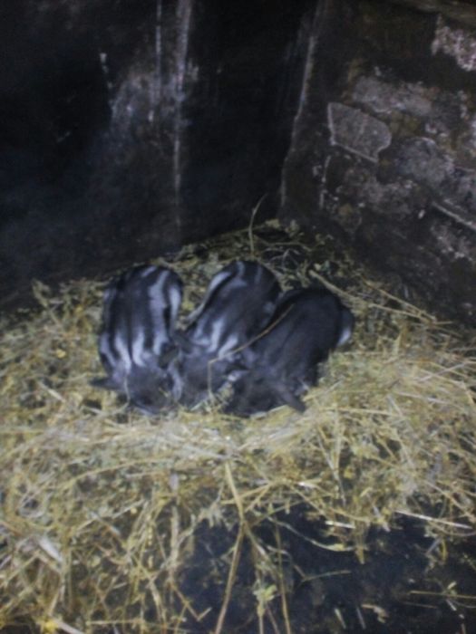 Венгерская пуховая мангалица!!! Угорська пухова мангалиця!!!