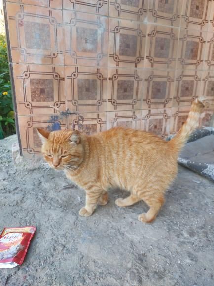 Отдам рыжего кота
