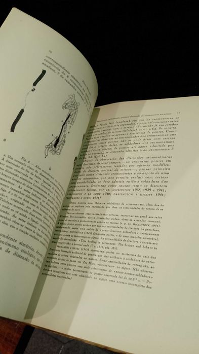 Movimento, Aglutinação, Pontes e distensão dos Cromosomas na Mitose