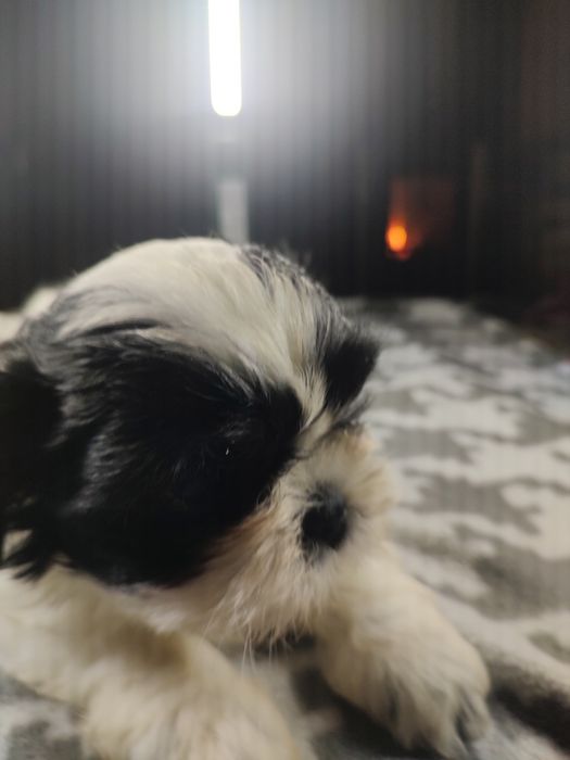 Shih tzu Tri-color  chłopczyk.