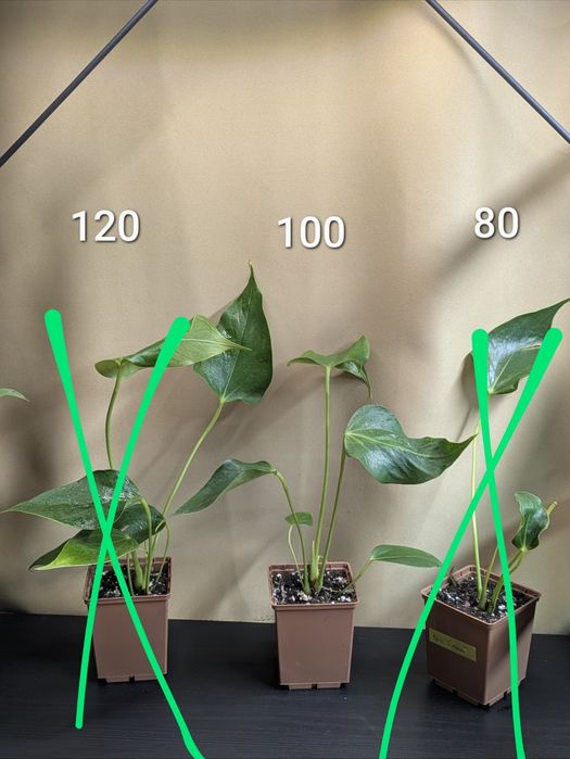 Антуріум білий Ліллі та інші 9 сортів