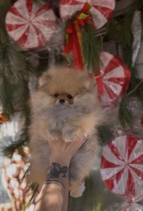 Щенки померанского шпица