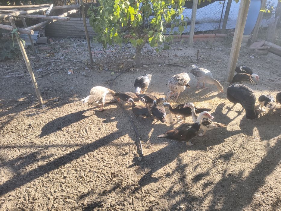Casal de Patos de rouen