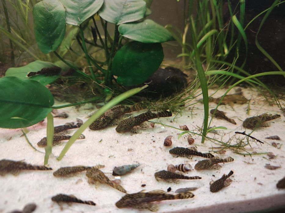 Zbrojniki niebieskie pospolite 4 cm