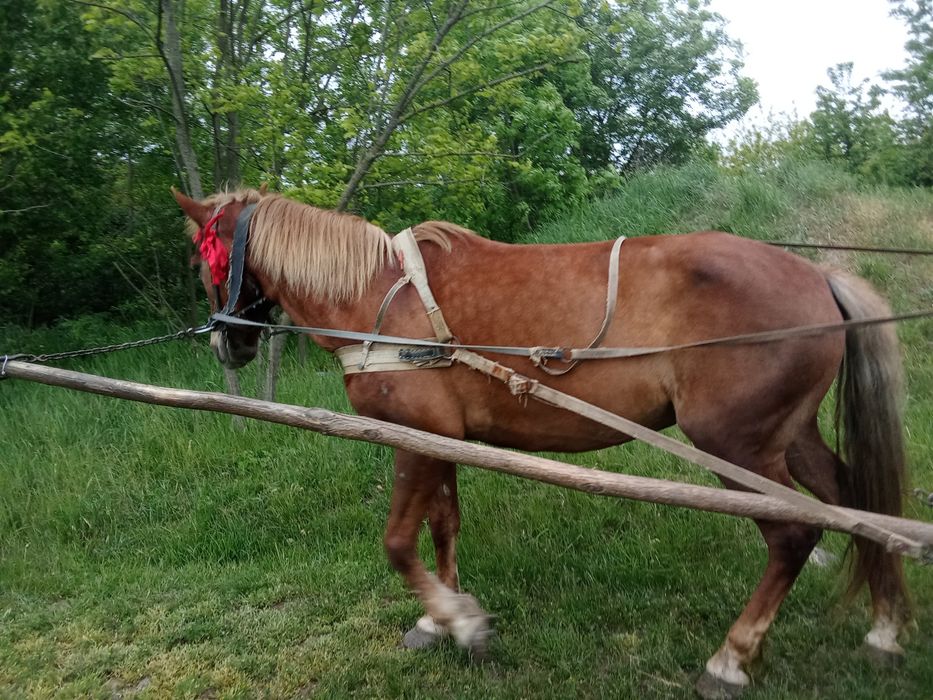 Продам кобилу  гарна висока