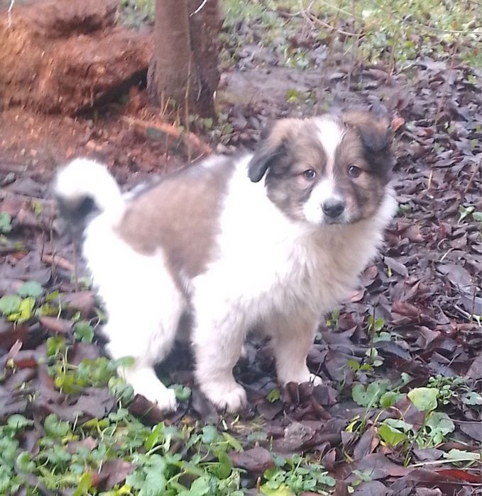 Цуцики в добрі руки /стерилізація дівчаток  за наш рахунок