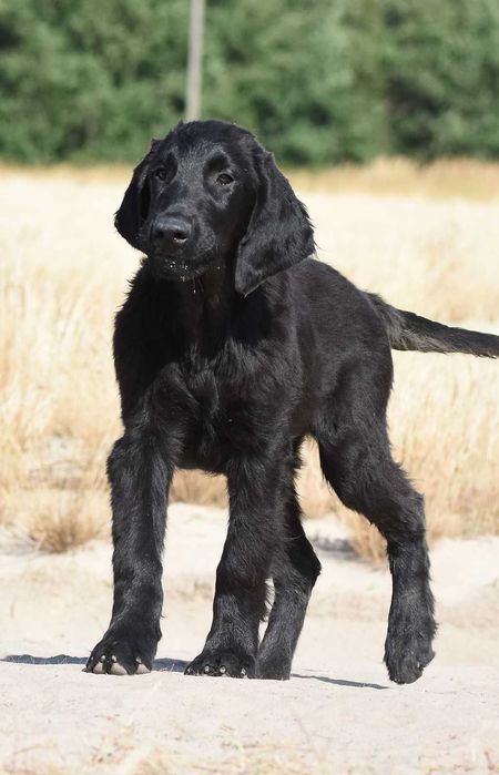 FLAT COATED RETRIEVER - czarny chłopczyk gotowy do przeprowadzki