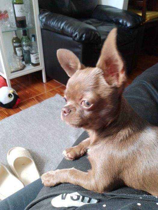 Vendo cachorro chihuahua