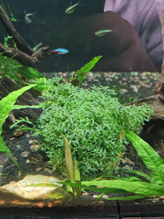 Mini pellia (Riccardia chamedryfolia)