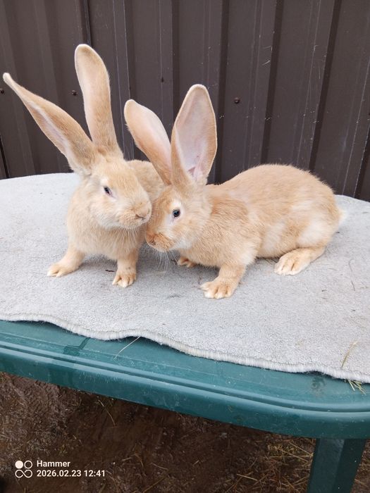 Sprzedam olbrzym belgijski żółty