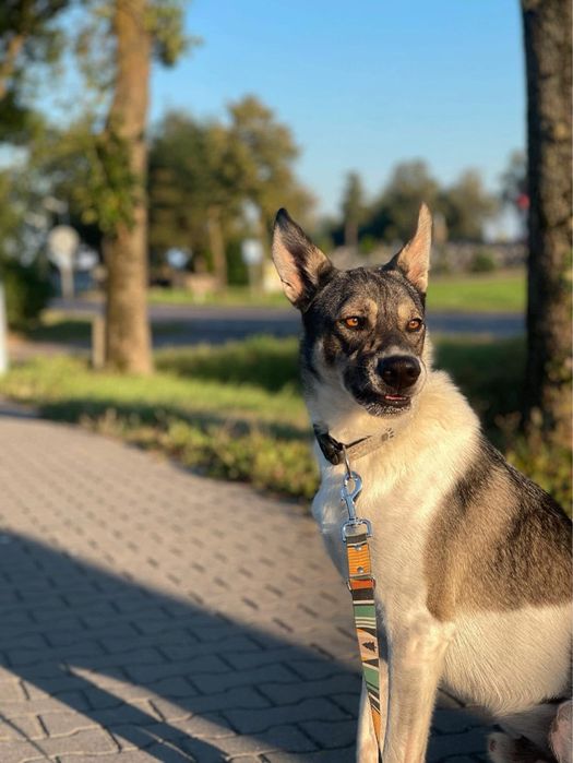 Tores w typie charta do adopcji