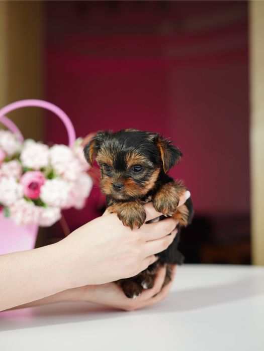 Маленькі, але горді – йорки, що стануть членами родини