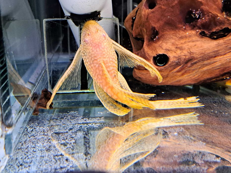 Glonojady zwykłe i weloniaste  Nysa