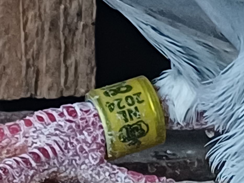 Gołębie pocztowe NL I DV
