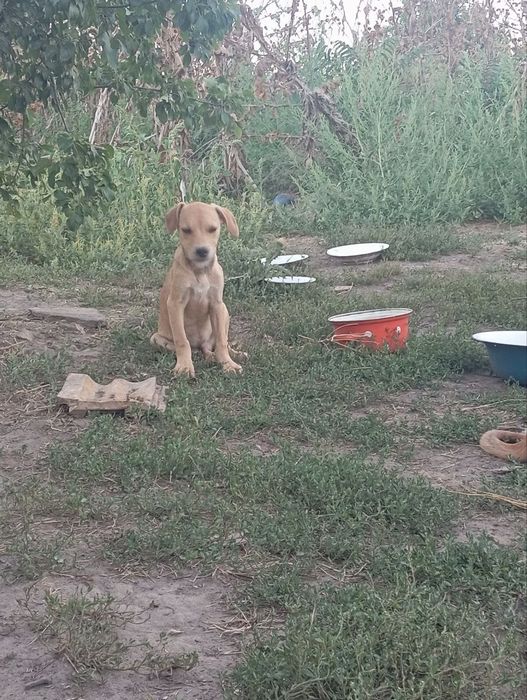 цуценята в добрі руки