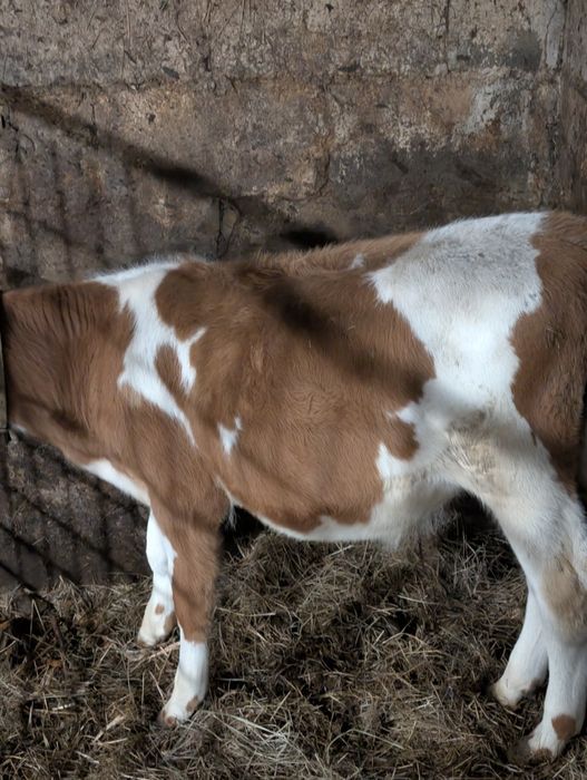 Продам  теленка .