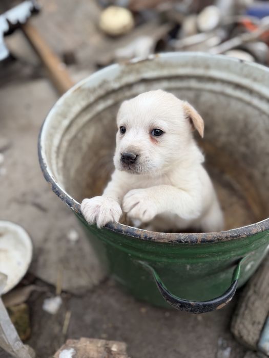 Щенки метисы лабрадора