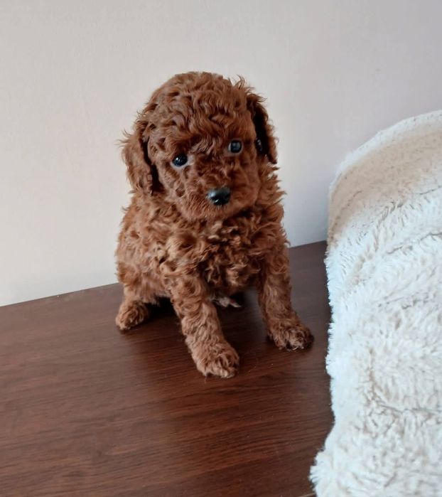 Той пудель ред браун, малиш