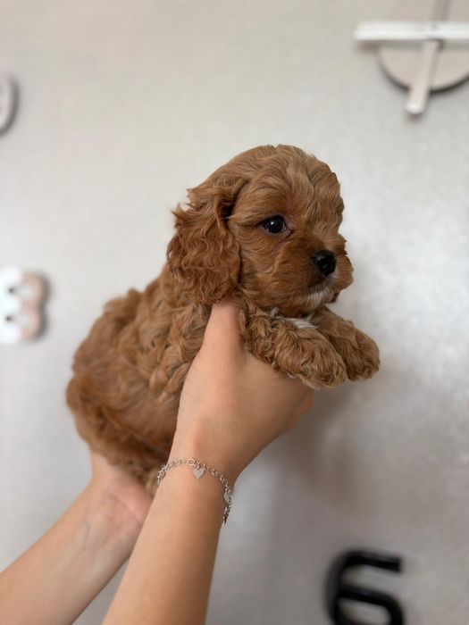 ***Cavapoo śliczny piesek***