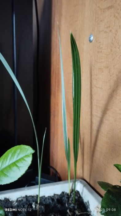 Фінікова пальма та лимони