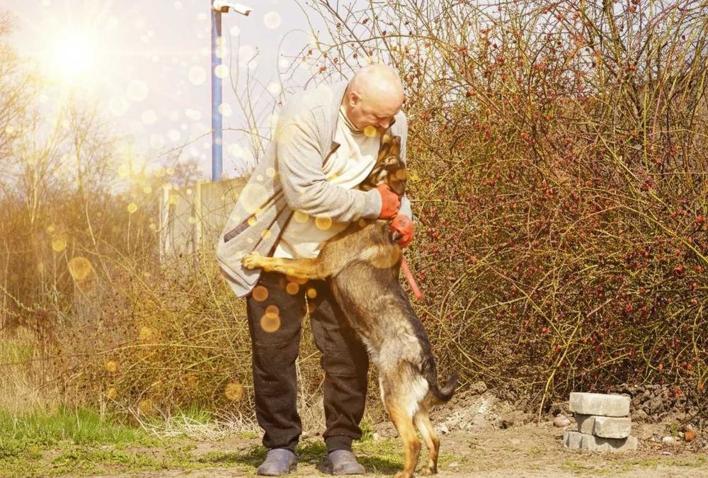 ALEK - fajny, łagodny psiak