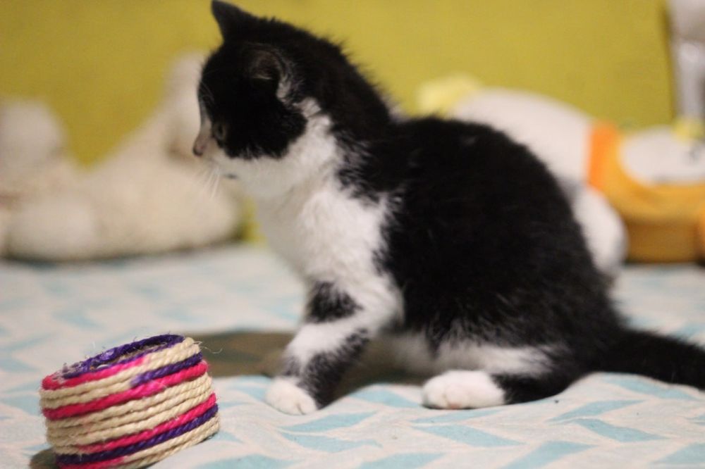 Котенок в поисках семьи