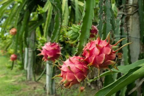 Pitaya vermelha rebento