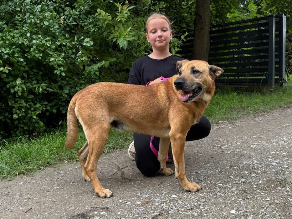 Wspaniały Rysiu do adopcji