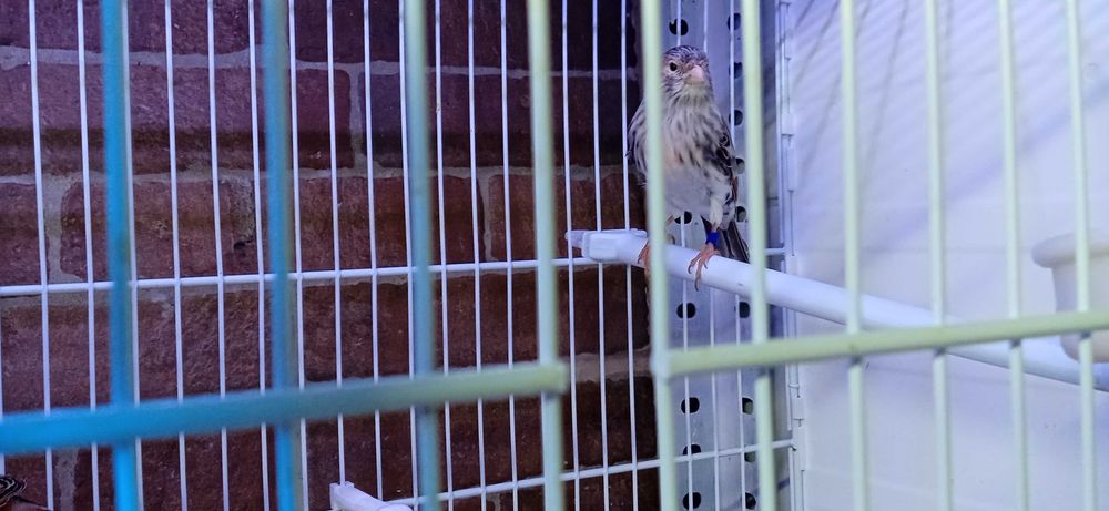 Canario Femea Agata Mosaico Vermelha de 2025